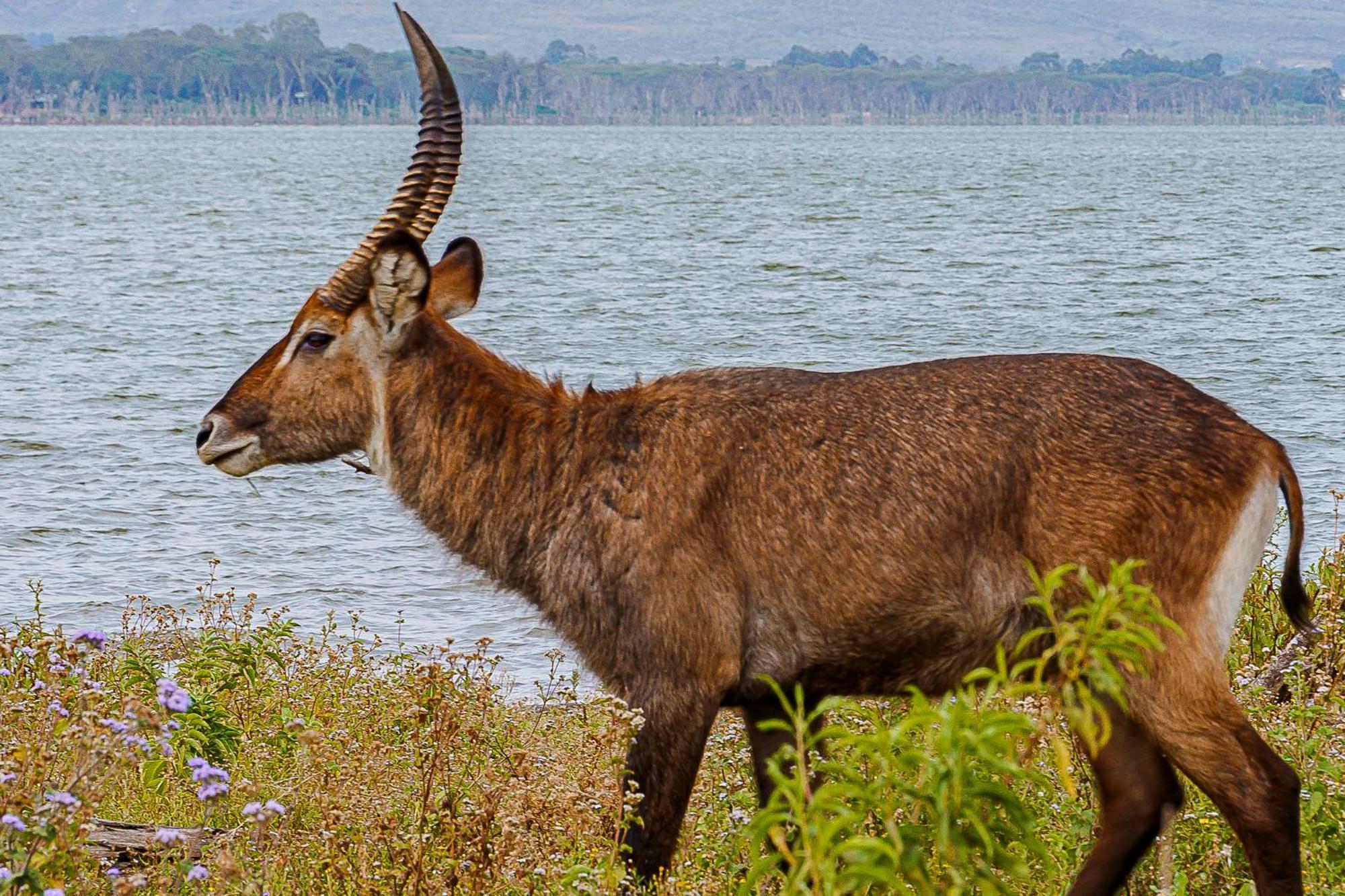 Muthu Lake Naivasha Country Club, Naivasha Karagite Ngoại thất bức ảnh